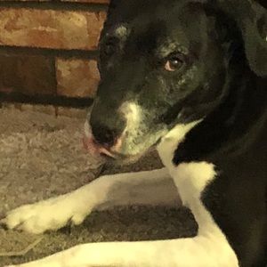 Meet your Posher, Frances